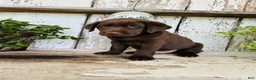 Labrador Retriever dogs for sale: Duke - Ad 2