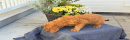 Goldendoodle dogs for sale: Tripp - Ad 3