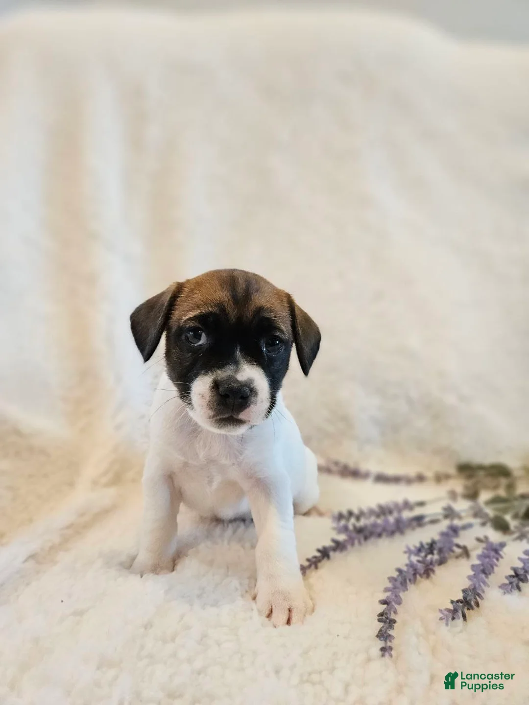 Rat Terrier dogs for sale: Valentine - Ad 1