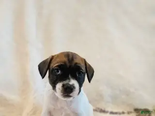 Rat Terrier dogs Valentine - Ad 3