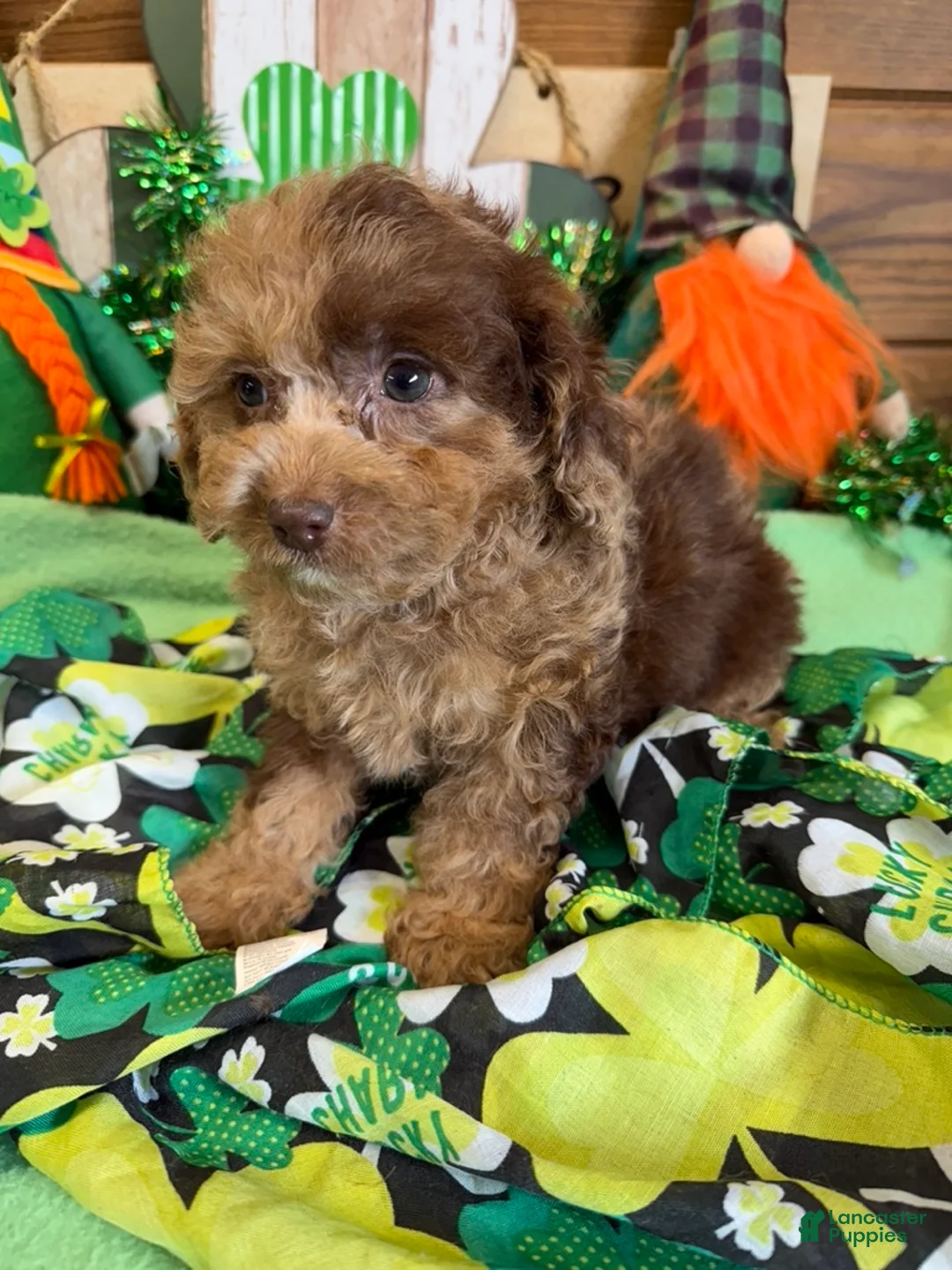 Cockapoo dogs for sale: Kate - Ad 3