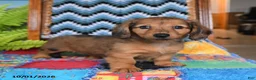 Miniature Dachshund dogs for sale: Penny - Ad 2