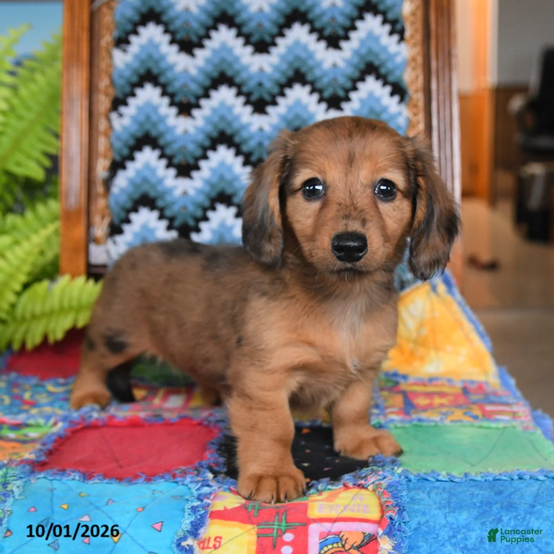 Miniature Dachshund dogs for sale: Penny - Ad 2