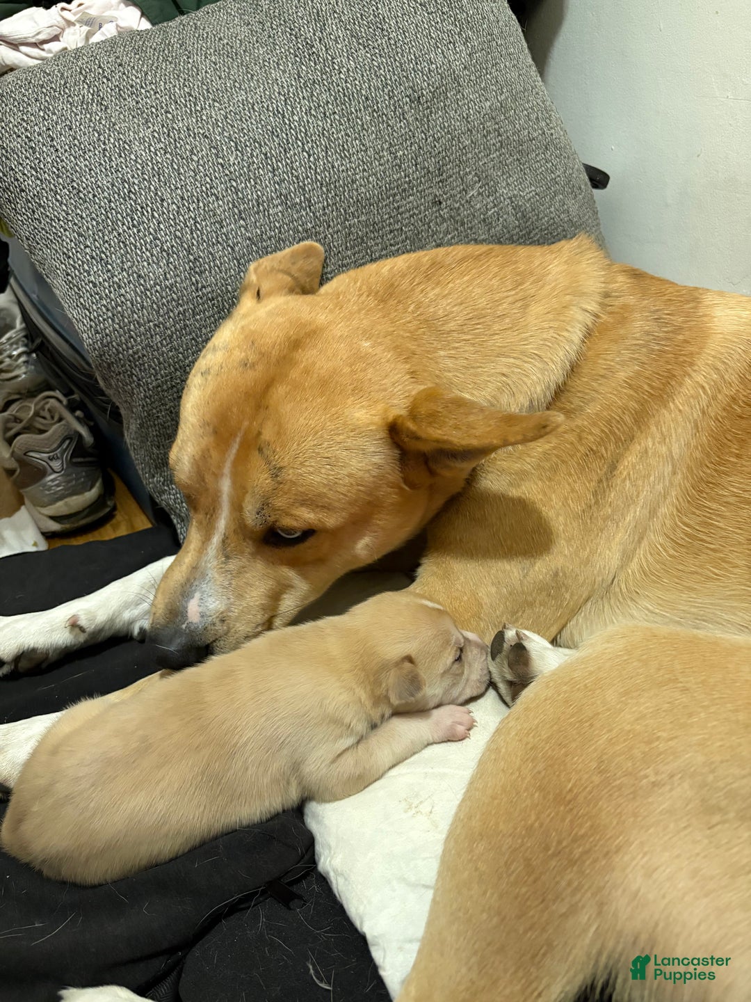 Mixed Breed dogs for sale: Junior - Faux / Fawn Merle - Ad 2