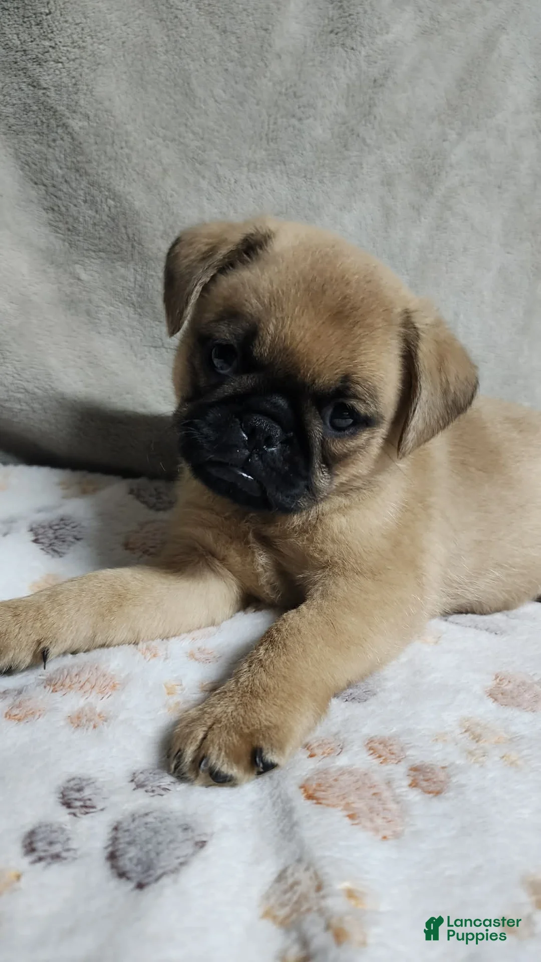 Brussels Griffon dogs for sale: Brussels Griffon 2 - Ad 1