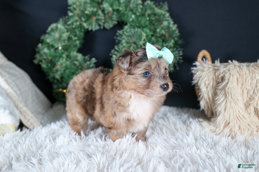 Mini Aussiedoodle dogs for sale: Gunner - Ad 13