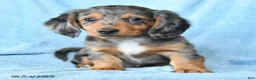 Dachshund dogs for sale: Victor - Ad 3