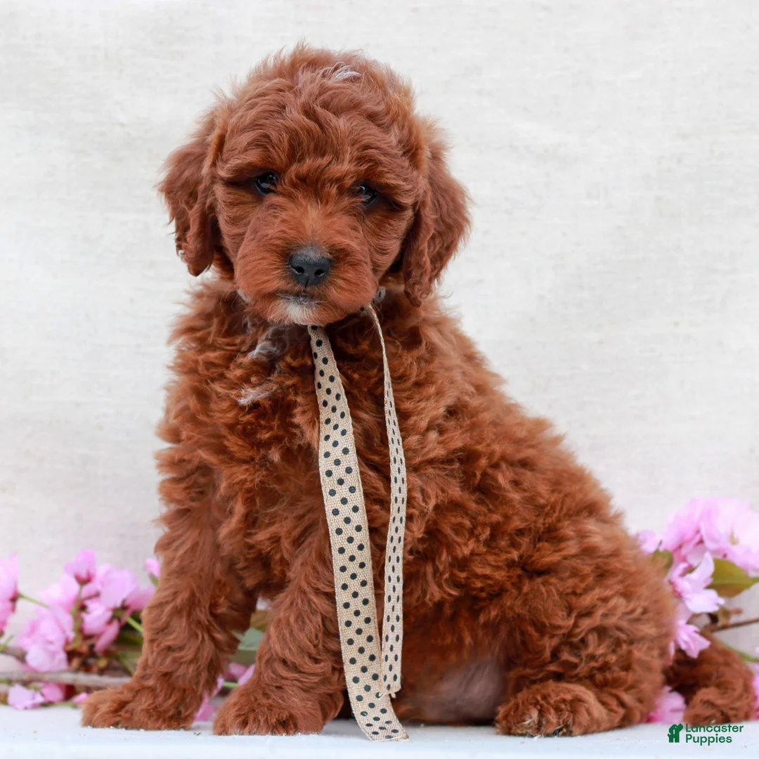 Irish Doodle dogs for sale: Banks  - Ad 2