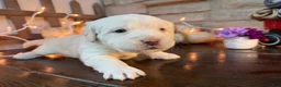 Labradoodle dogs for sale: Charlie (Boy) - Ad 4