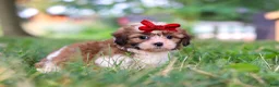 Shih Tzu dogs for sale: Coco - Ad 3