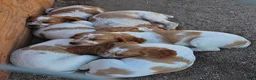 Brittany Spaniel dogs for sale: Brittany Spaniel 1 - Ad 5