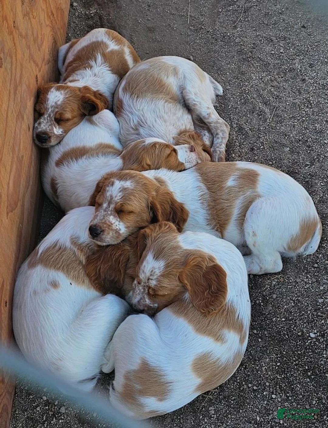 Brittany Spaniel dogs for sale: Brittany Spaniel 1 - Ad 5