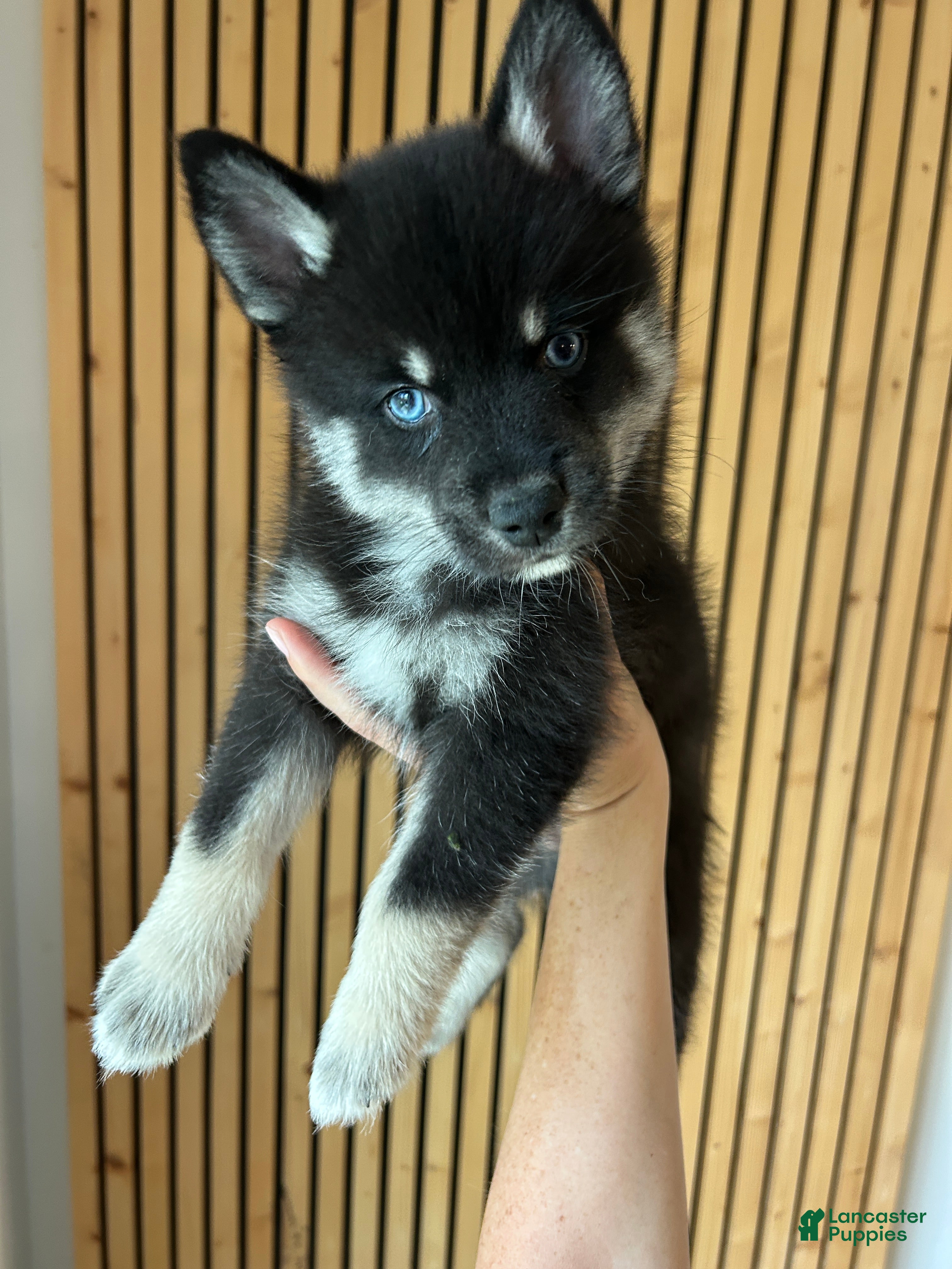 Pomsky dogs Fang Mini Pomsky - Ad 9