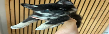 Fang Mini Pomsky