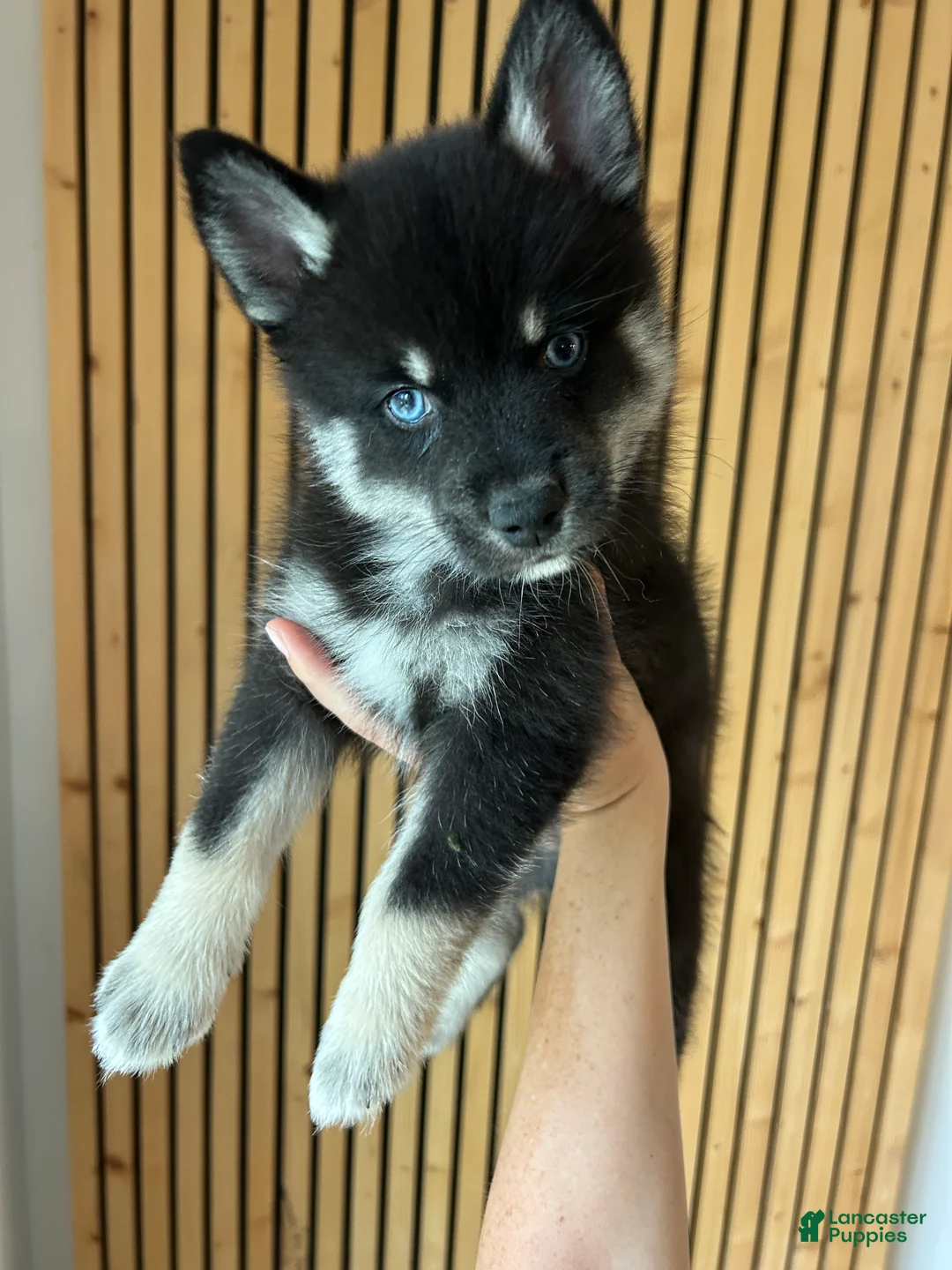 Pomsky dogs for sale: Fang Mini Pomsky - Ad 1