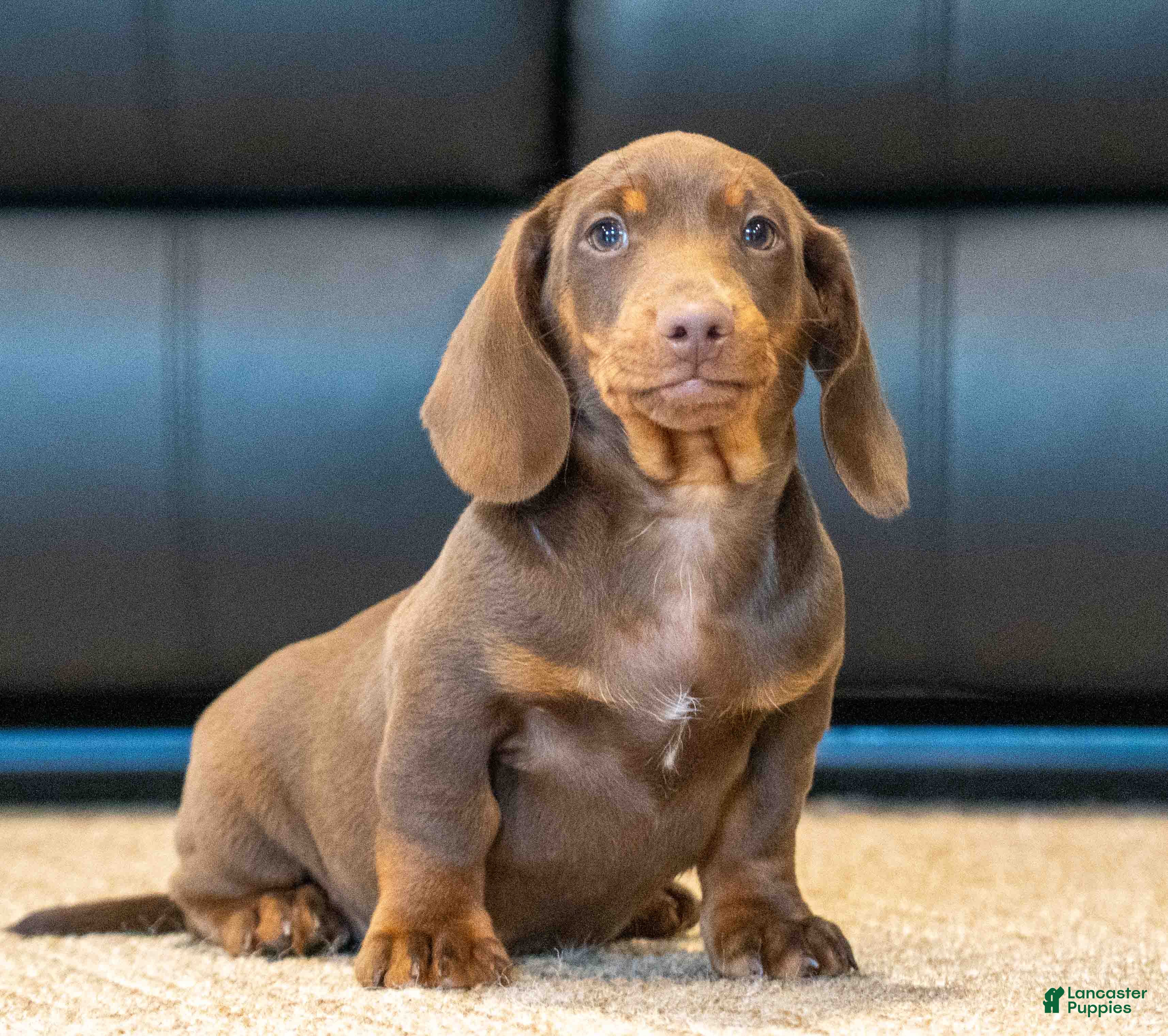 Miniature Dachshund dogs Tootsie - Ad 1