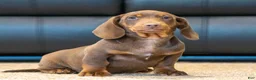 Miniature Dachshund dogs for sale: Tootsie - Ad 1