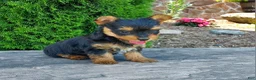 Yorkshire Terrier dogs for sale: Mattie - Ad 3