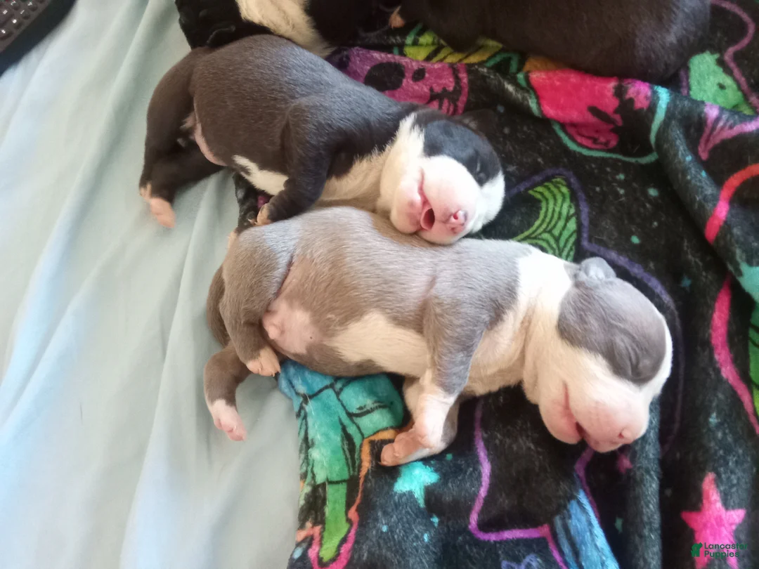 American Pit Bull Terrier dogs for sale: American Pit Bull Terrier Puppy 4 - Ad 1
