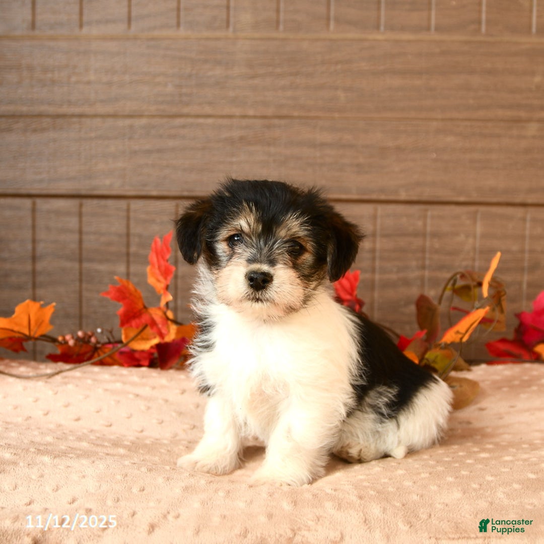 Morkie dogs for sale: Jasmine - Ad 2