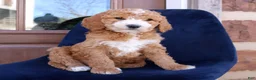 Goldendoodle dogs for sale: Phoenix  - Ad 3