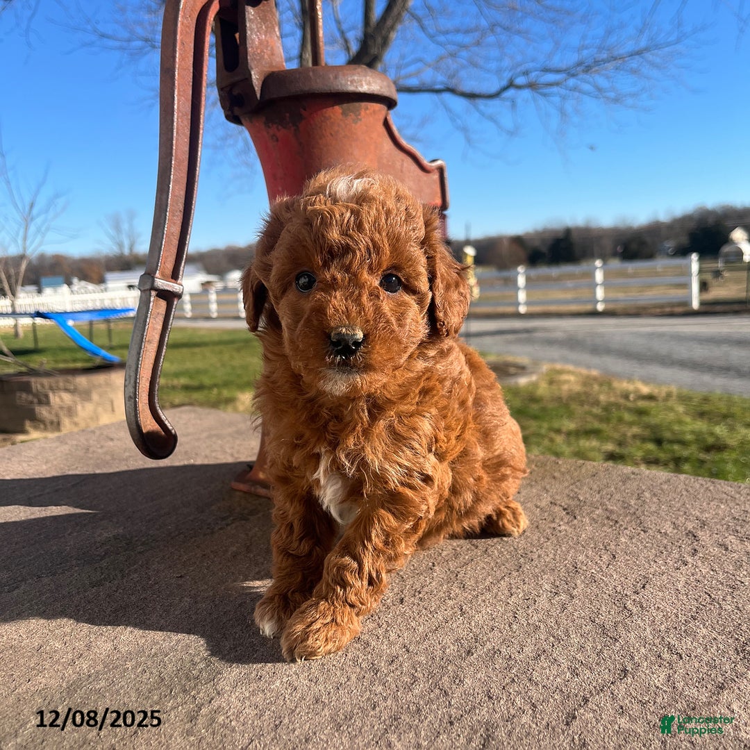 Mini Goldendoodle dogs for sale: Holly - Ad 1