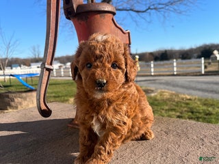 Mini Goldendoodle dogs Holly - Ad 17