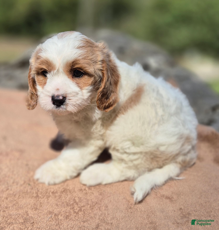 Cavapoo dogs Gertrude - Ad 37