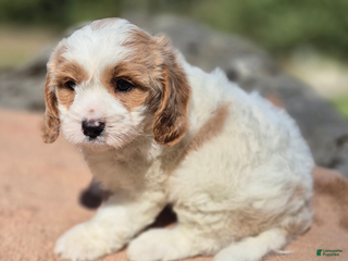 Cavapoo dogs Gertrude - Ad 38