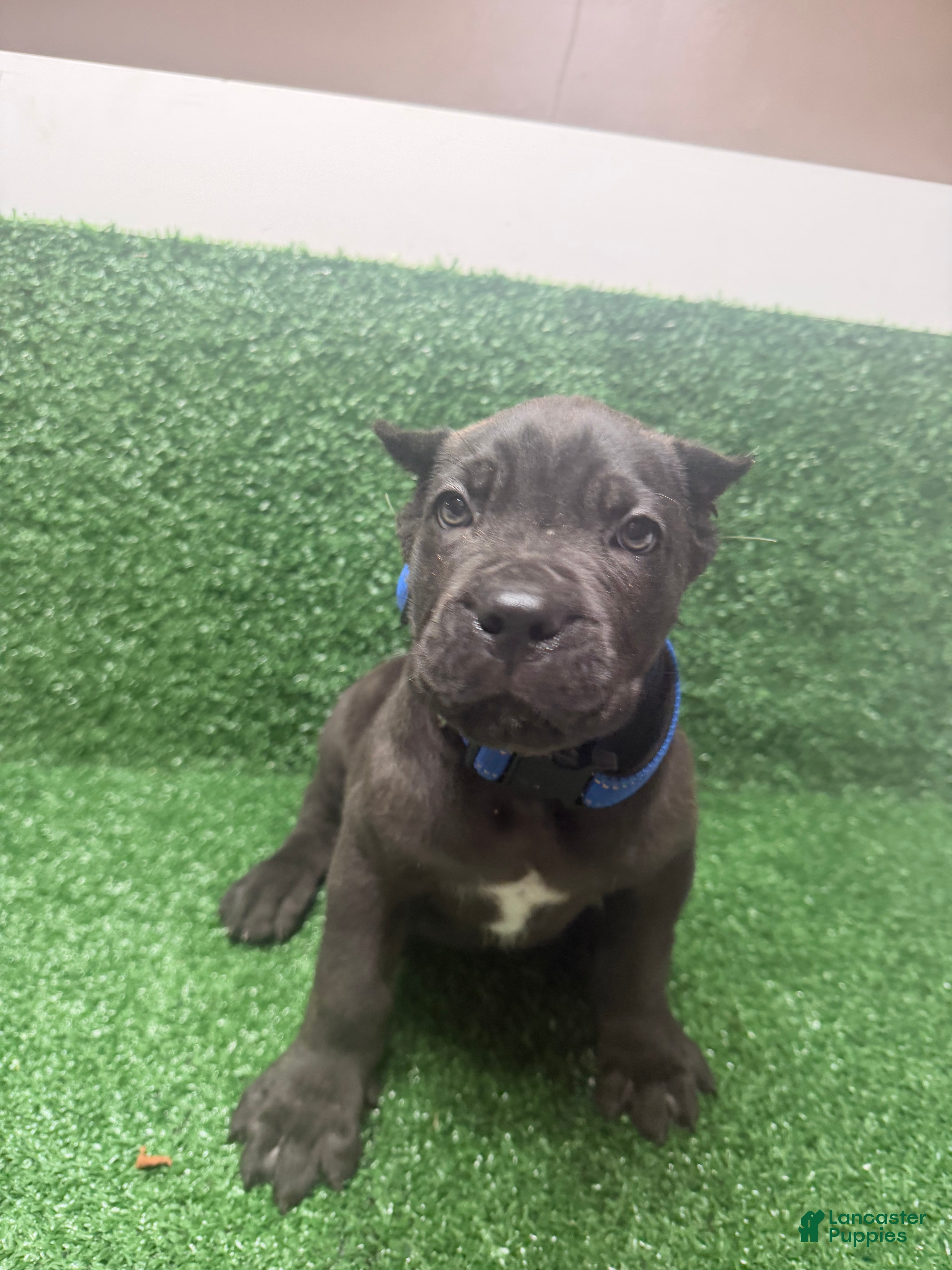 Cane Corso dogs Dark blue - Ad 1