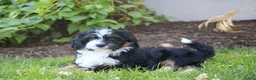 Cavapoo dogs for sale: Barry - Ad 1