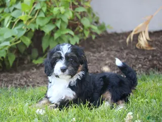 Cavapoo dogs for sale: Barry - Ad 3