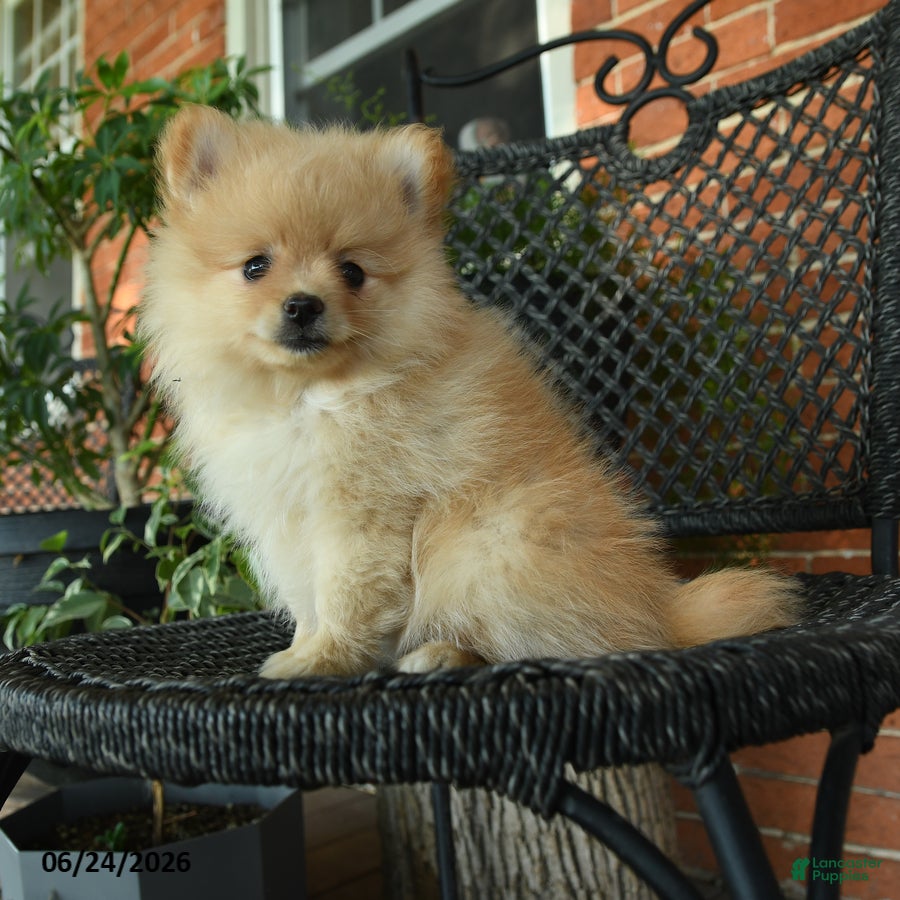 Pomeranian dogs Snowflake - Ad 1