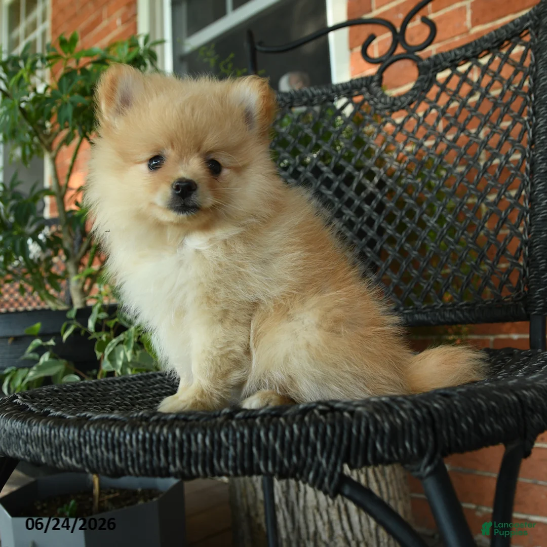 Pomeranian dogs for sale: Snowflake - Ad 1