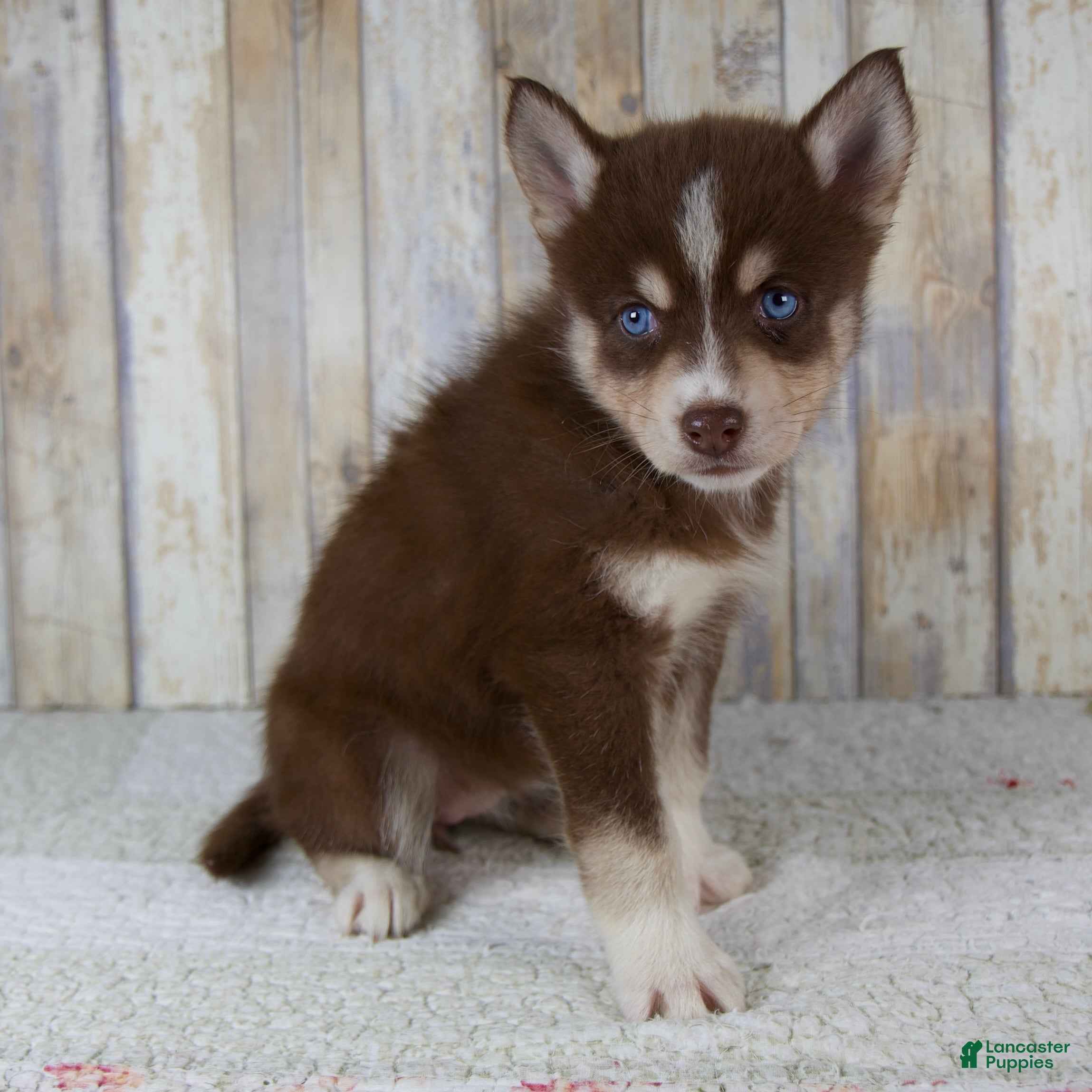 Pomsky dogs Chloe - Ad 2