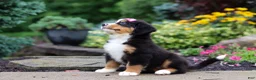 Bernese Mountain Dog dogs for sale: Charlotte - Ad 5