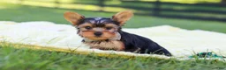 Yorkshire Terrier dogs for sale: Mason - Ad 4