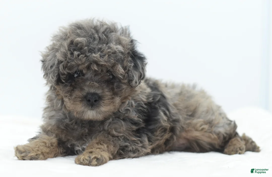 Toy Poodle dogs for sale: Smokey tricolor phantom  - Ad 1
