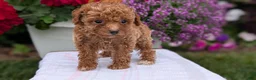 Toy Poodle dogs for sale: Luna - Ad 7