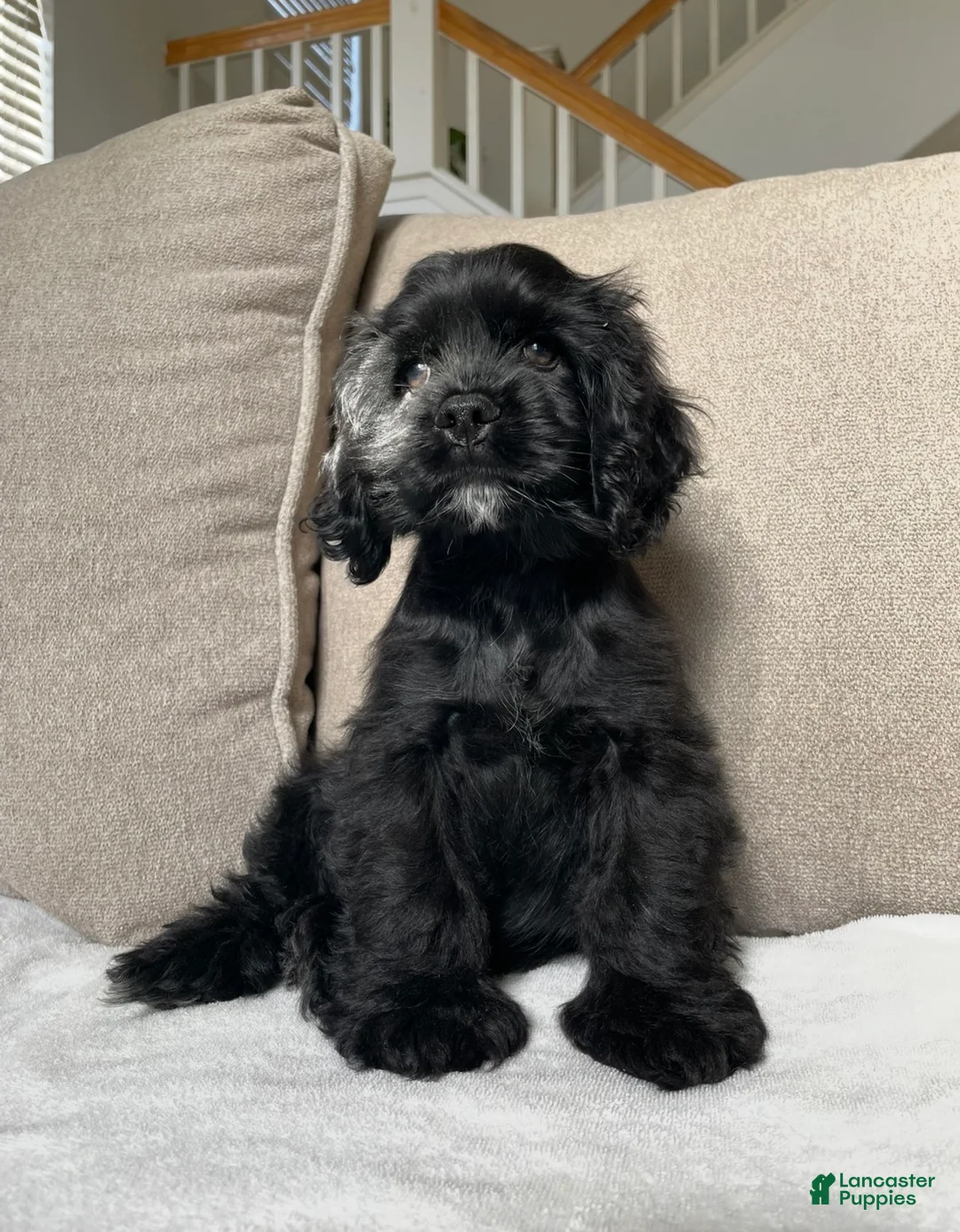 Cocker Spaniel dogs for sale: Steve - Ad 1