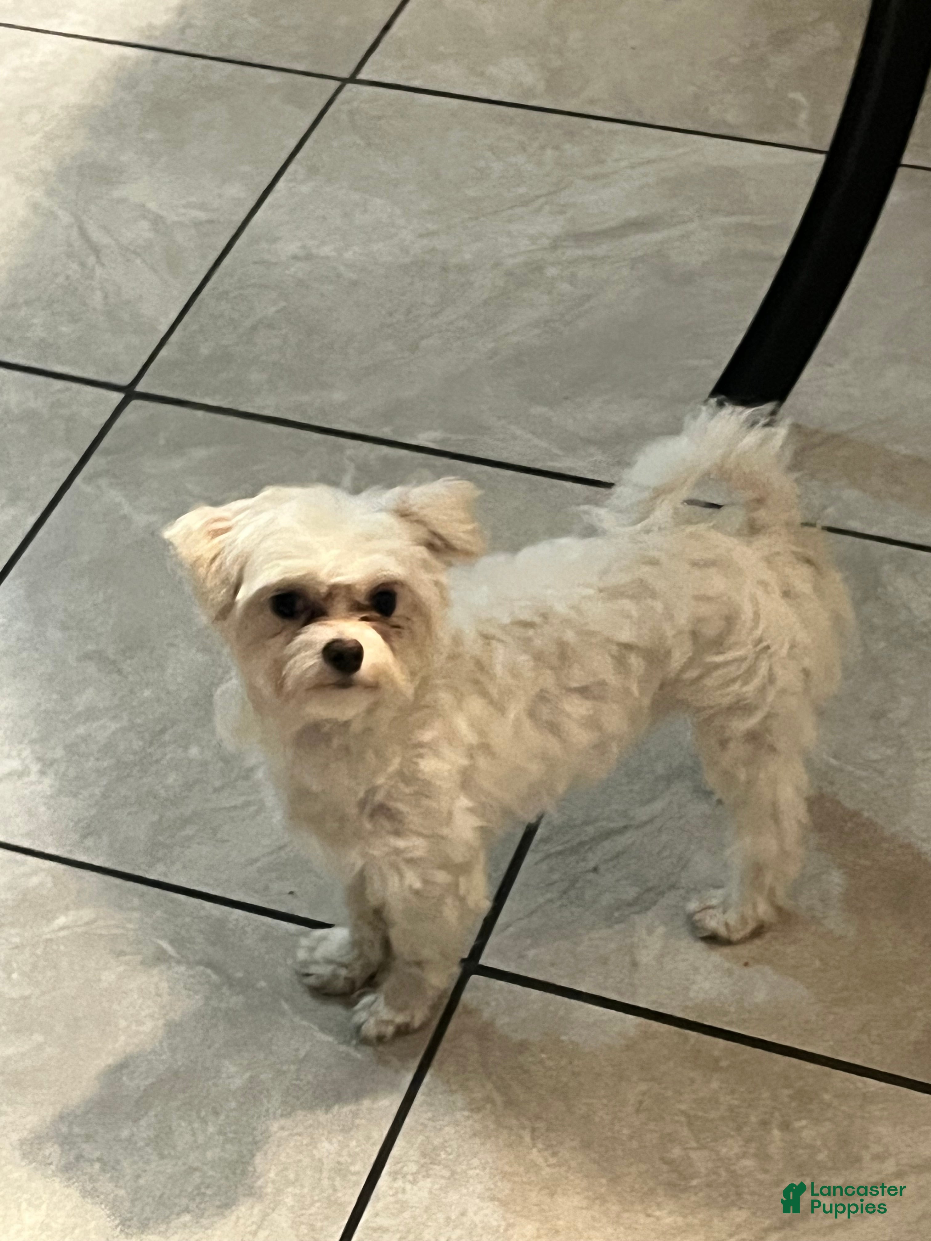 Maltese dogs Maltese Puppy 1 - Ad 21