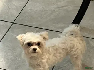 Maltese dogs Maltese Puppy 1 - Ad 21