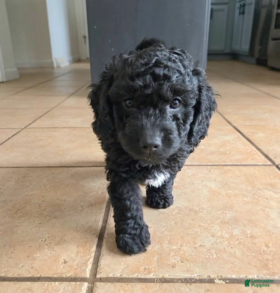 Mini Goldendoodle dogs for sale: Hopper - Ad 2