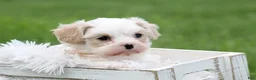 Mixed Breed dogs for sale: Mixed Breed Puppy 1 - Ad 21