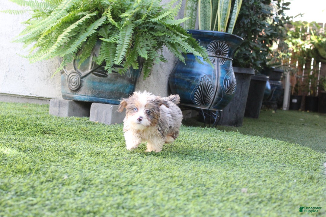 Yorkshire Terrier dogs for sale: Yorkshire Terrier Puppy 1 - Ad 2