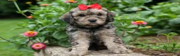 Cavapoo dogs for sale: Viking 🐶 - Ad 7