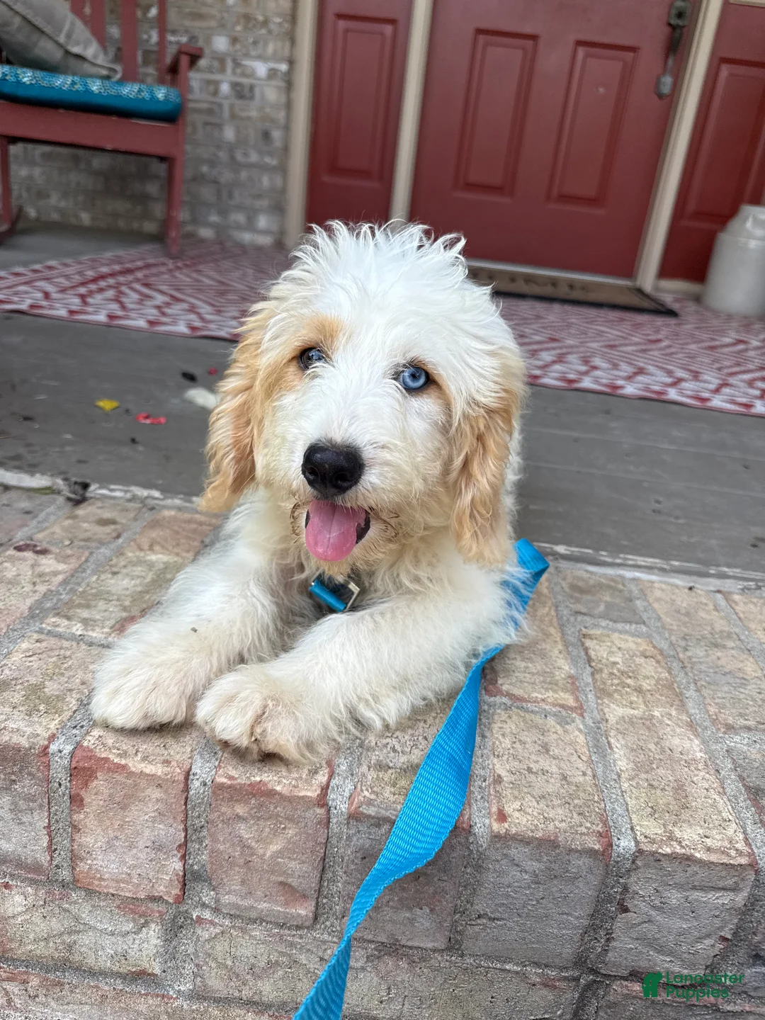 Mini Bernedoodle dogs for sale: Bee - Ad 1