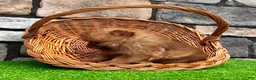 Pomeranian dogs for sale: Benny - Ad 3