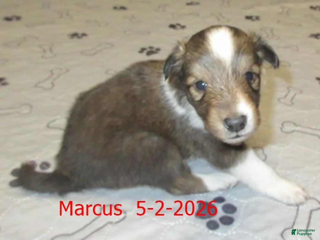 Shetland Sheepdog dogs for sale: Marcus Male - Ad 2