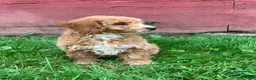 Miniature Poodle dogs for sale: Dora - Ad 3